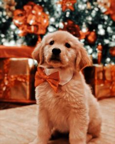 a small white dog wearing an orange bow tie sitting in front of a christmas tree