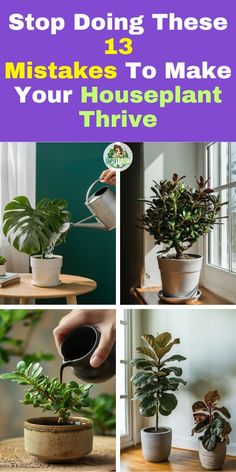 Discover how to make your houseplants thrive by avoiding these 13 common  indoor plant problems! From indoor plant leaf problems to other typical  indoor plant issues, learn the mistakes that can hinder your plants' growth  and health. Say goodbye to wilting leaves and hello to vibrant greenery.  Perfect for plant enthusiasts facing indoor plant problems! Humidity Plants, Plant Racks, Planting Hacks, Plant Jungle, Indoor Planting, Potted Plants Outdoor, Household Plants, Plant Pests, Plant Care Houseplant