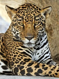 a close up of a leopard laying on the ground