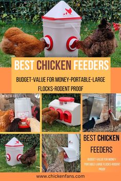 the best chicken feeders budget - value for money - potable - large flocks - rodent proof