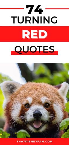 red panda Disney Movies List, Red Quotes, Disney Movie Characters, Disney Movies To Watch, Disney Movie Quotes, Disney Pixar Movies, Turning Red, Quotes Disney, Pixar Movies