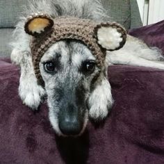 a dog wearing a knitted hat laying on top of a purple blanket with ears