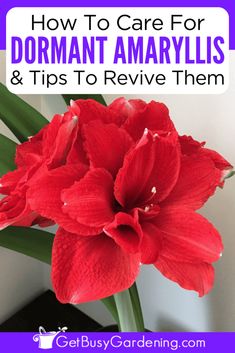 a red flower with the words how to care for dormant amaryllis and tips to revive them