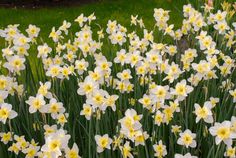 many white and yellow flowers in the grass