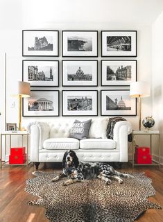 a black and white dog laying on top of a rug in front of a couch