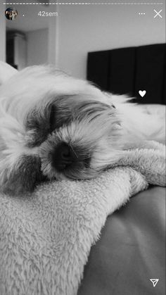 black and white photograph of a dog sleeping on a bed with his head resting on the blanket