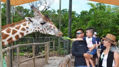 a group of people feeding a giraffe at the zoo