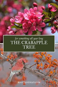 the crabapple tree with pink flowers and green text overlay reads for something all year long