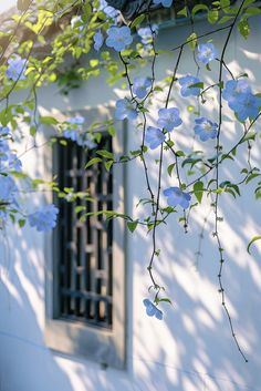 blue flowers growing on the side of a white building with an iron window and shutters