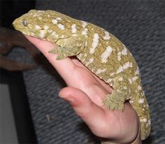 a small gecko sitting on top of a persons hand