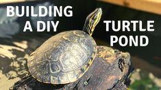 a turtle sitting on top of a rock next to the words building a diy turtle pond