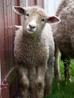 two sheep standing next to each other near a wooden fence and grass covered ground, with one looking at the camera