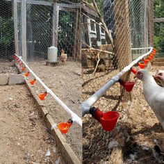 two chickens are eating out of red buckets in their pen and one chicken is looking at the camera