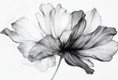 a black and white photo of a flower on a white background with the petals slightly open