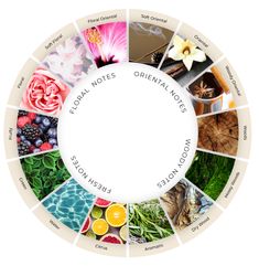 Scent Wheel, Perfumes Notes, Oman Luxury, Perfume Oil Recipes, Fragrance Photography