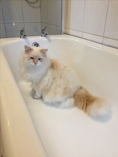 a long haired cat sitting in a bathtub