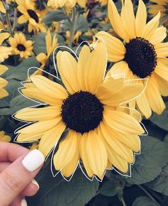 a hand holding a sticker with sunflowers in the background