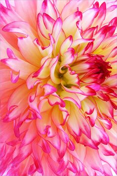 a pink and yellow flower with lots of petals