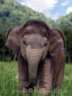 the baby elephant is standing in the grass