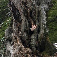 a hand sticking out of the trunk of a tree