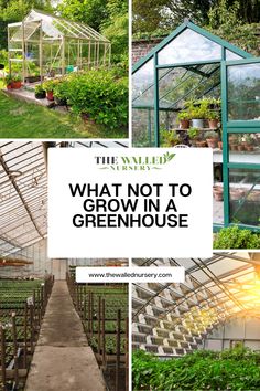 what not to grow in a greenhouse