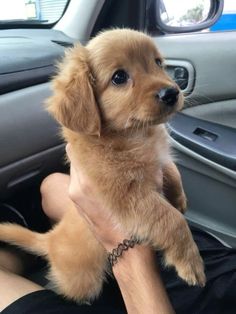 a small brown puppy sitting in the passenger seat of a car with its paws on someone's lap