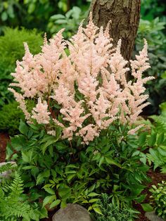 pink flowers are blooming in the garden next to a tree and some green plants