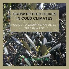 an olive tree with the words grow potted olives in cold climates guide to growing an olive tree in a pot