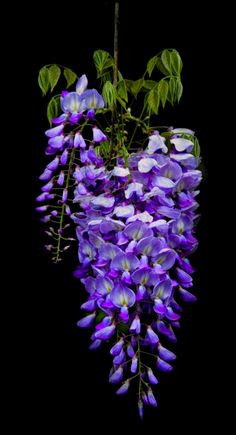 purple flowers are hanging from a branch in the dark