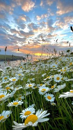 the sun is setting over a field of daisies