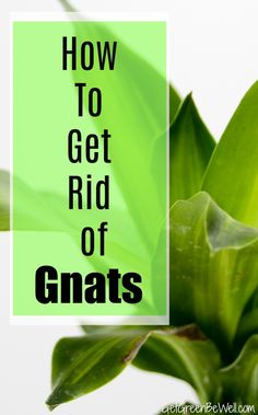 a green plant with the words how to get rid of gnats