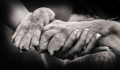 two hands are holding the paw of a dog's paw in black and white