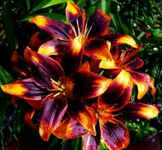 an orange and purple flower with drops of water on it