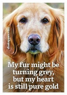 a golden retriever dog looking at the camera with a quote about no matter how many years we have with our dogs, it's never long enough