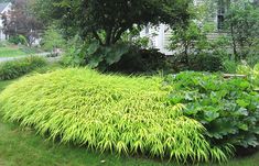 a lush green plant in the middle of a garden next to a tree and house