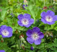 purple flowers with green leaves in the background