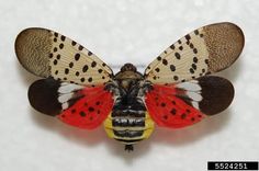 a close up of a butterfly with spots on it's wings