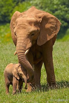 an adult and baby elephant standing in the grass