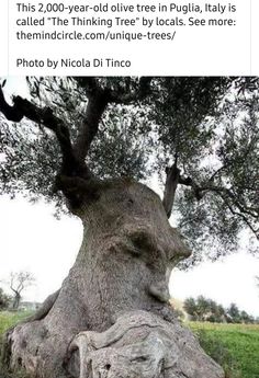 an old tree that has been turned into a facebook post with the caption uplift connect