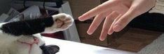 a black and white cat sitting on top of a table next to a person's hand