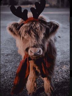 an animal with horns and a scarf around it's neck