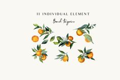 an orange tree with leaves on it and the words 11 individual element hand - drawn