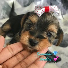 a small puppy is being held by someone's hand with a red and white bow on its head