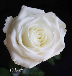 a white rose with the words monday written on it