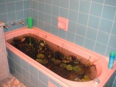 a bathtub filled with water plants in a bathroom