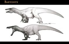 two different types of dinosaurs are shown in black and white, with the words baronyx above them