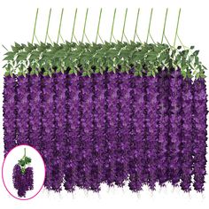 purple wister hanging from the side of a wall with green leaves on top and bottom