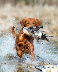 a dog running through water with two birds on its back