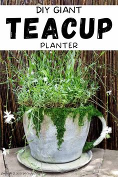 an old planter with plants growing out of it and the words diy giant teacup planter