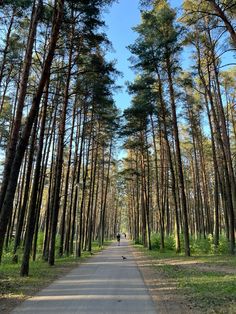 a person walking down a path in the middle of a forest with lots of tall trees